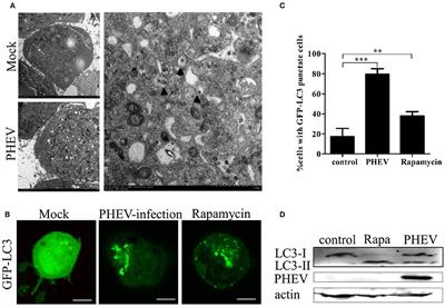 Induction of Atypical Autophagy by Porcine Hemagglutinating Encephalomyelitis Virus Contributes to Viral Replication